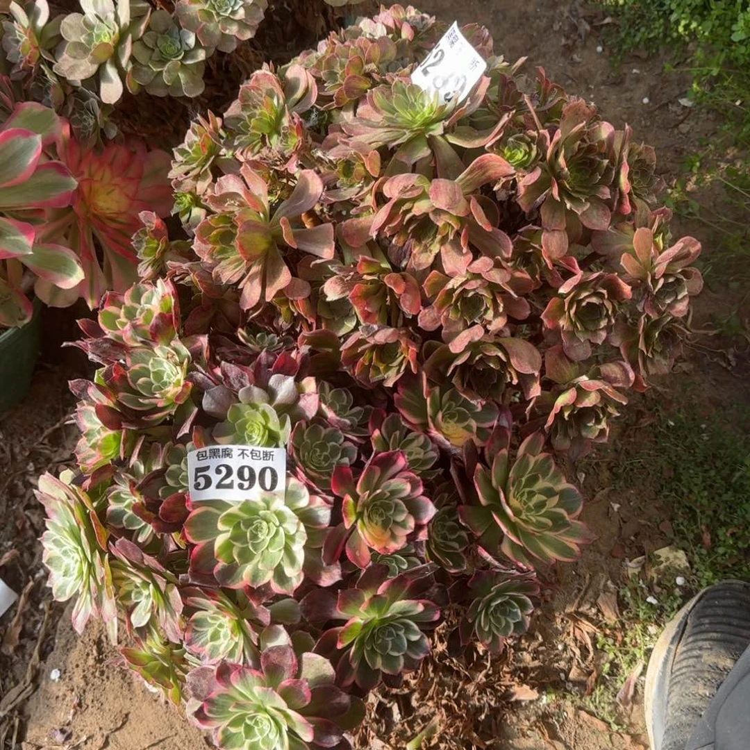 水蜜桃 斑斓 5290 16-27