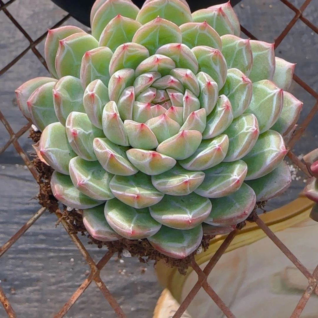 【闪购商品】雪花珍妮9.9