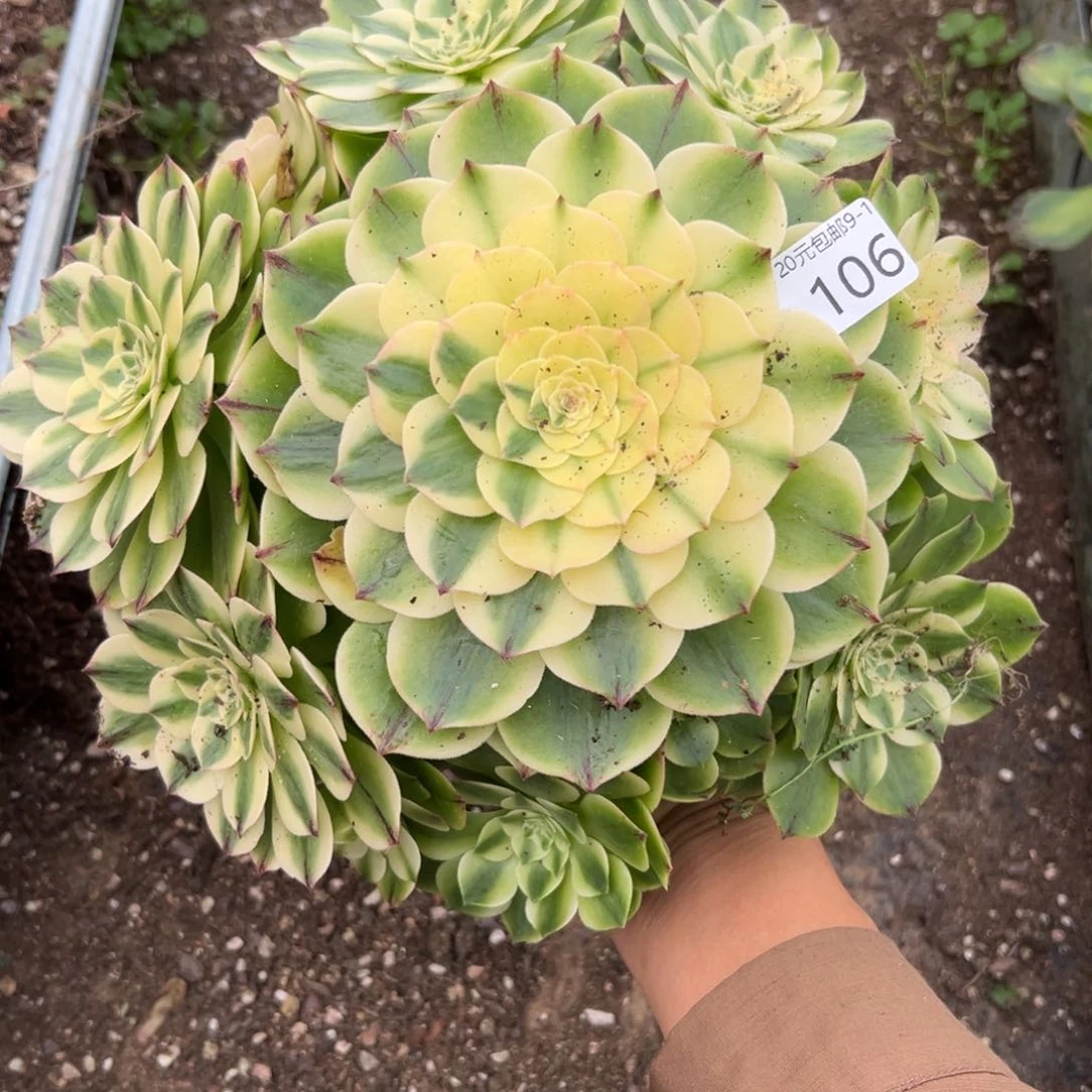 106伊丽莎白多肉多肉多肉