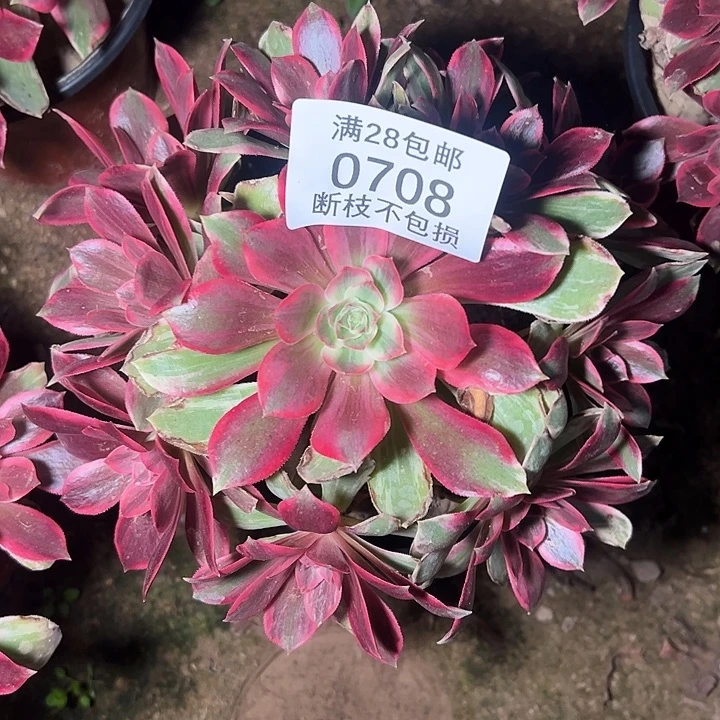 0708浣纱多肉植物