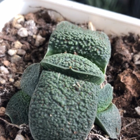 特大尤蜗牛母本带2侧牙带盆发货