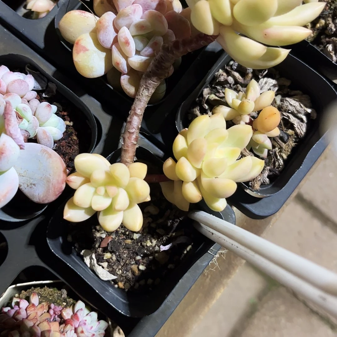 木***木84多肉植物提取萃取剂