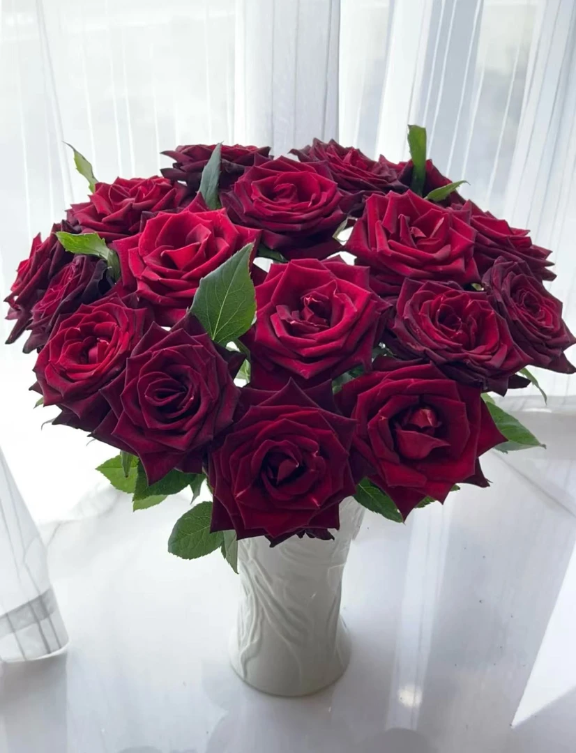 【陌上花开】多头黑巴克-多头玫瑰