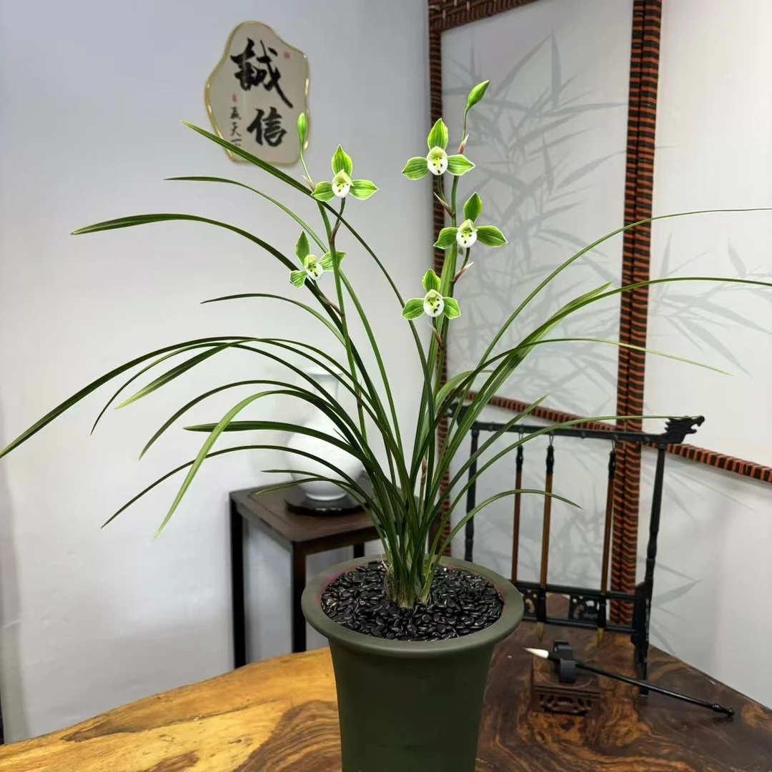 君临天下 稀少寒兰名花 经典铭品 开花非常香 室内室外好养兰花