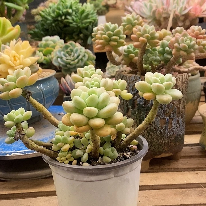 多肉植物肉肉植物