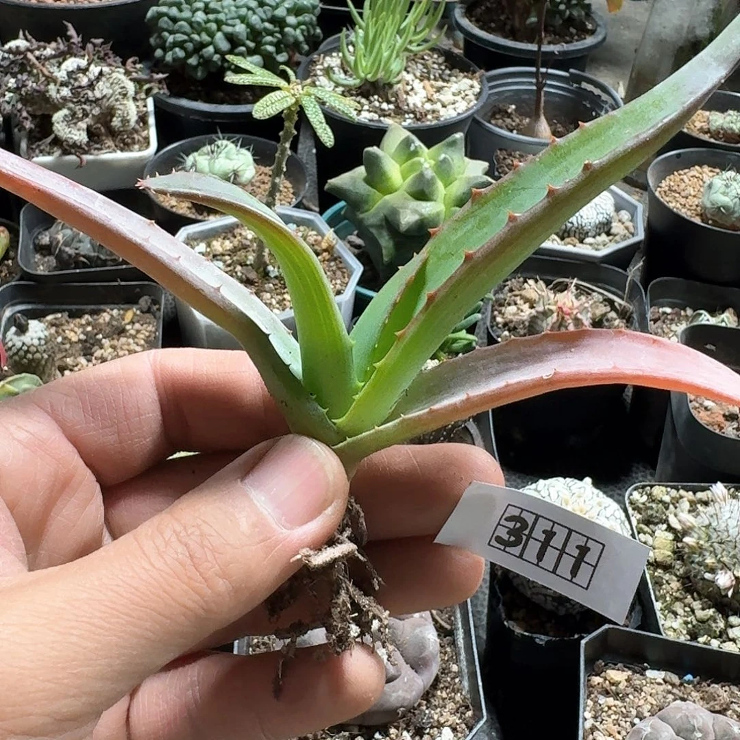 311范巴伦芦荟脱土发货