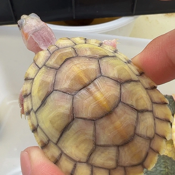 绿毛龟母巴西龟1111