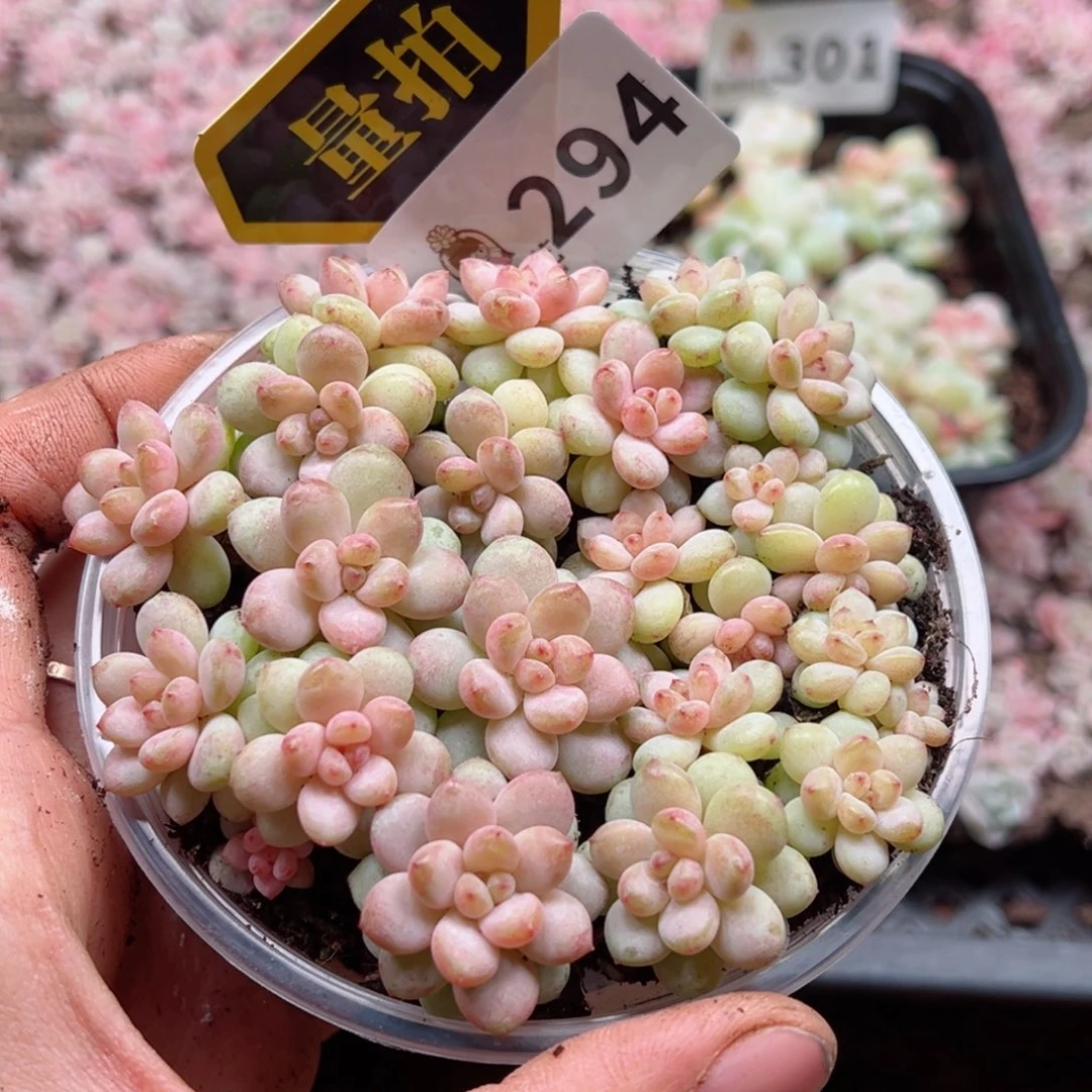 多肉植物多肉植物