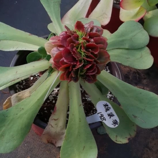 糖果锦缀化带砧木发货