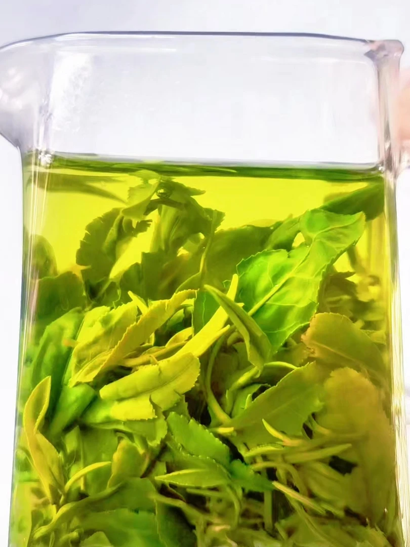 山东日照绿茶2025露天新茶板栗香无添加耐冲泡高山茶750克茶叶