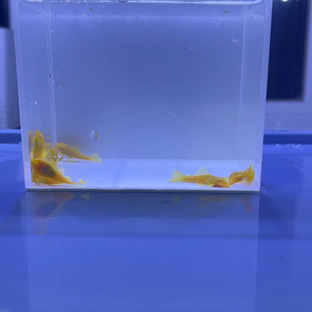孔雀鱼胡子十条开箱视频报损