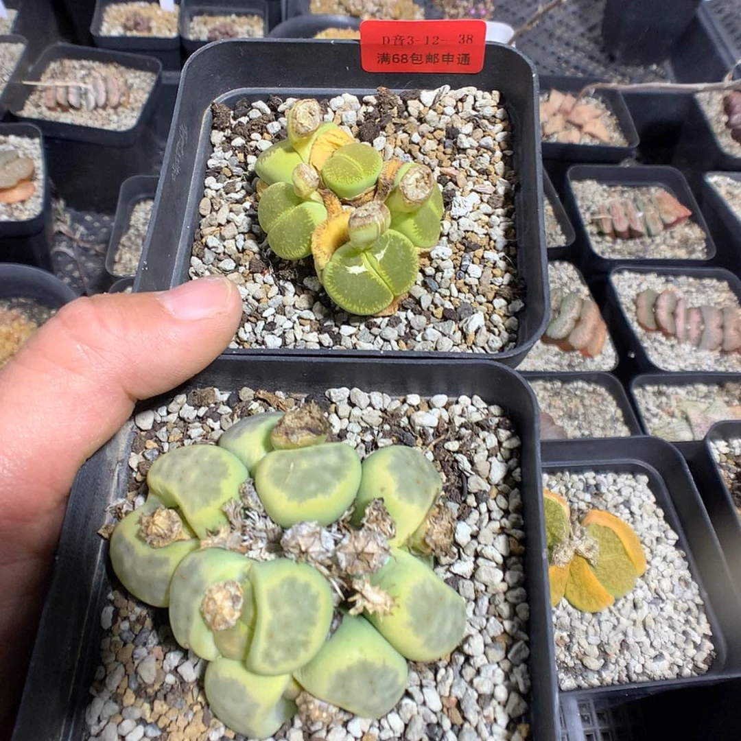 【闪购商品】3-12-38 瑕疵生石花 120