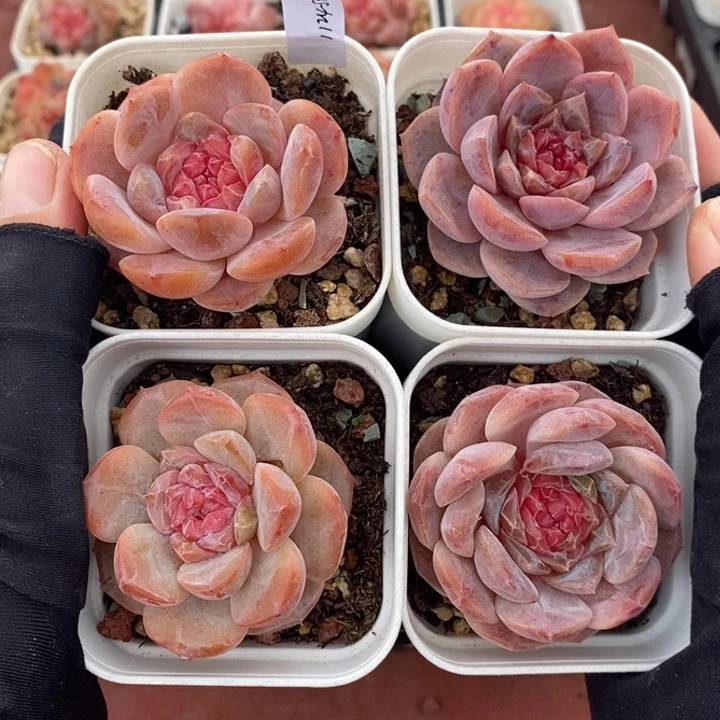 1124-530，糖心4个