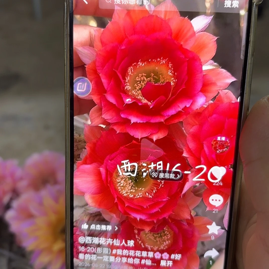 16-20无根侧牙四公分