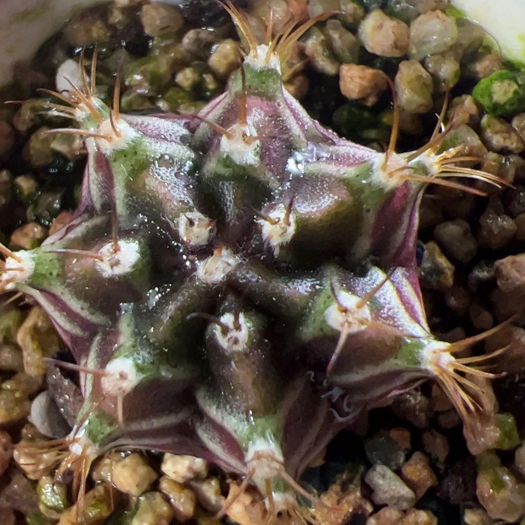 当前无花栽培后可以开花615