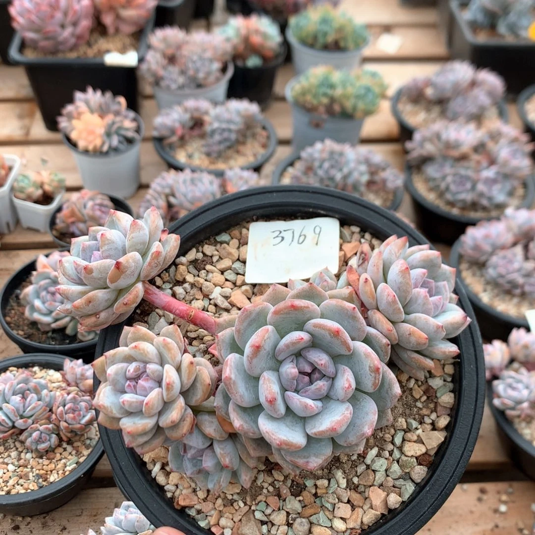 16厘米六头有砍肥脸紫皮石榴籽3769