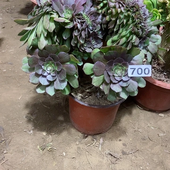 700万缀老板子法师缀