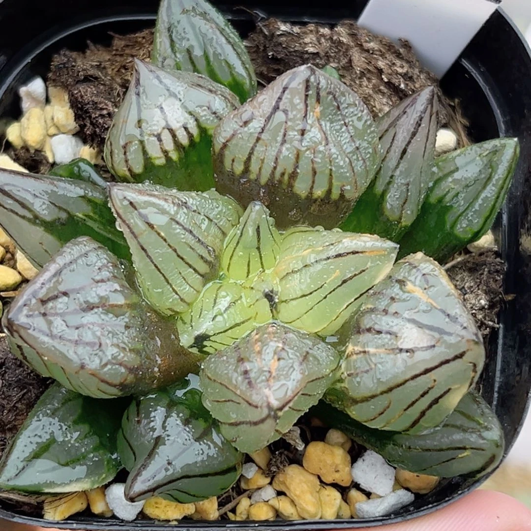 82西瓜寿锦福利专场