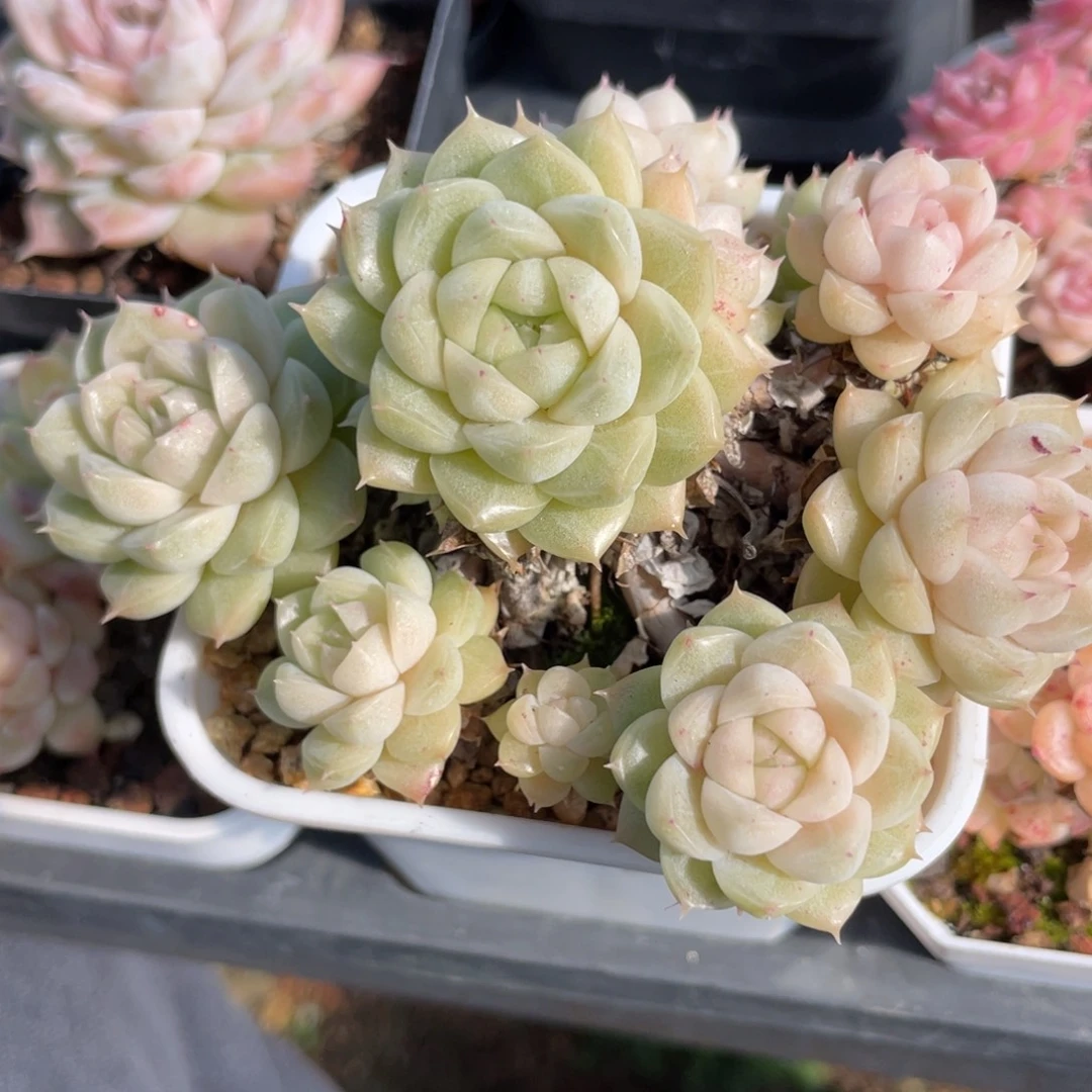 W优选麦杆手捧花福利2931