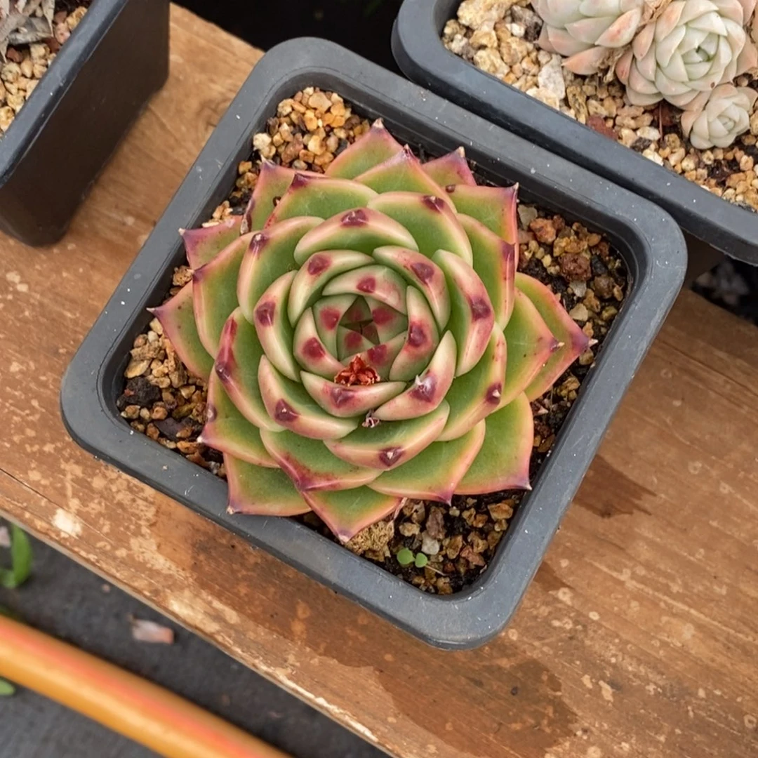 i***g蓝龙大单头一物一拍