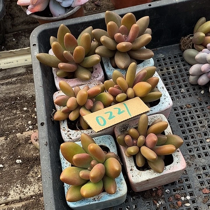 玲***妈无花朵0221号一物一拍芒果