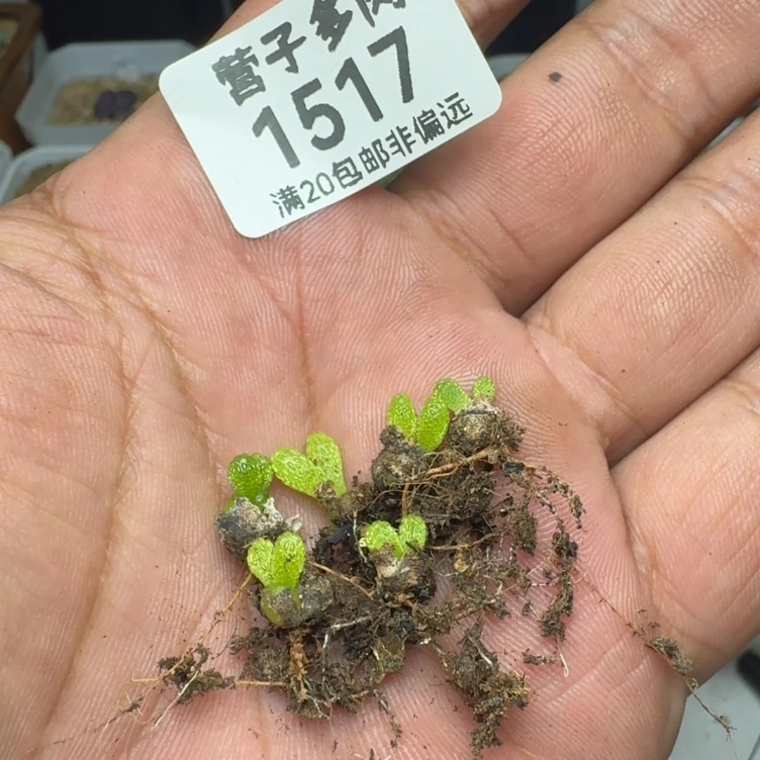 美***。妖奇玉6颗。