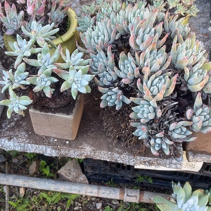 s****t仙女杯系列多肉植物