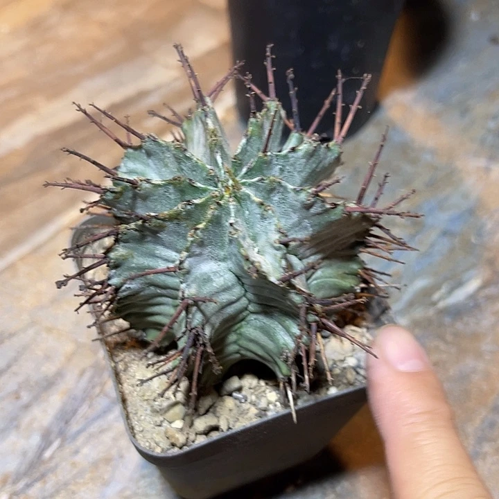 豪刺白衣魁伟玉仙人球