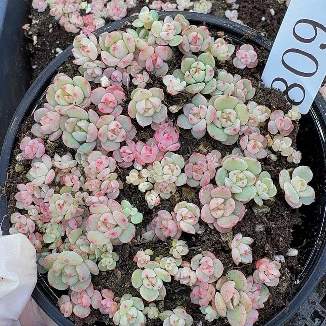 多肉植物多肉植物809