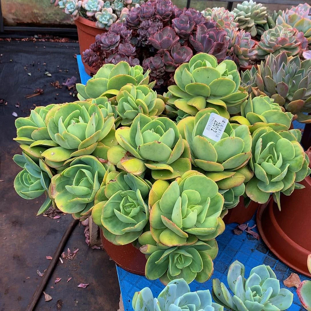 平**婆     碧桃28012