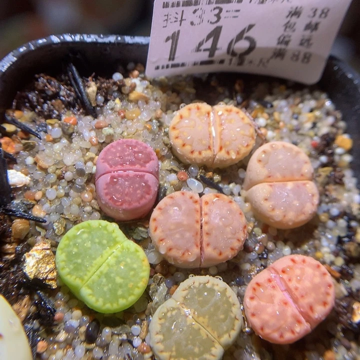 精品生石花33.146