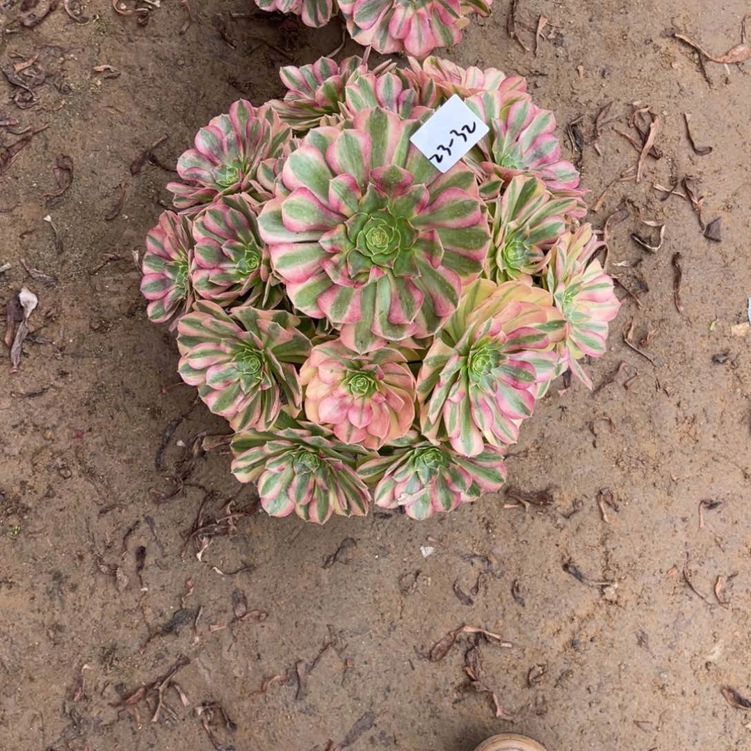 11-23-32雨荷法师锦