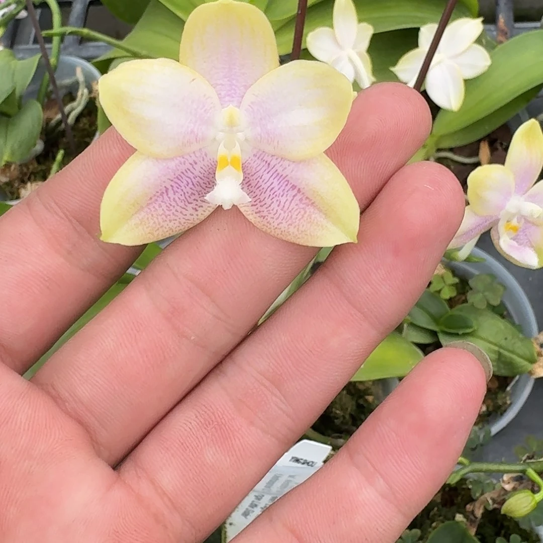 当前无花栽培后可以开花l267 三寸 瑕疵ys1164