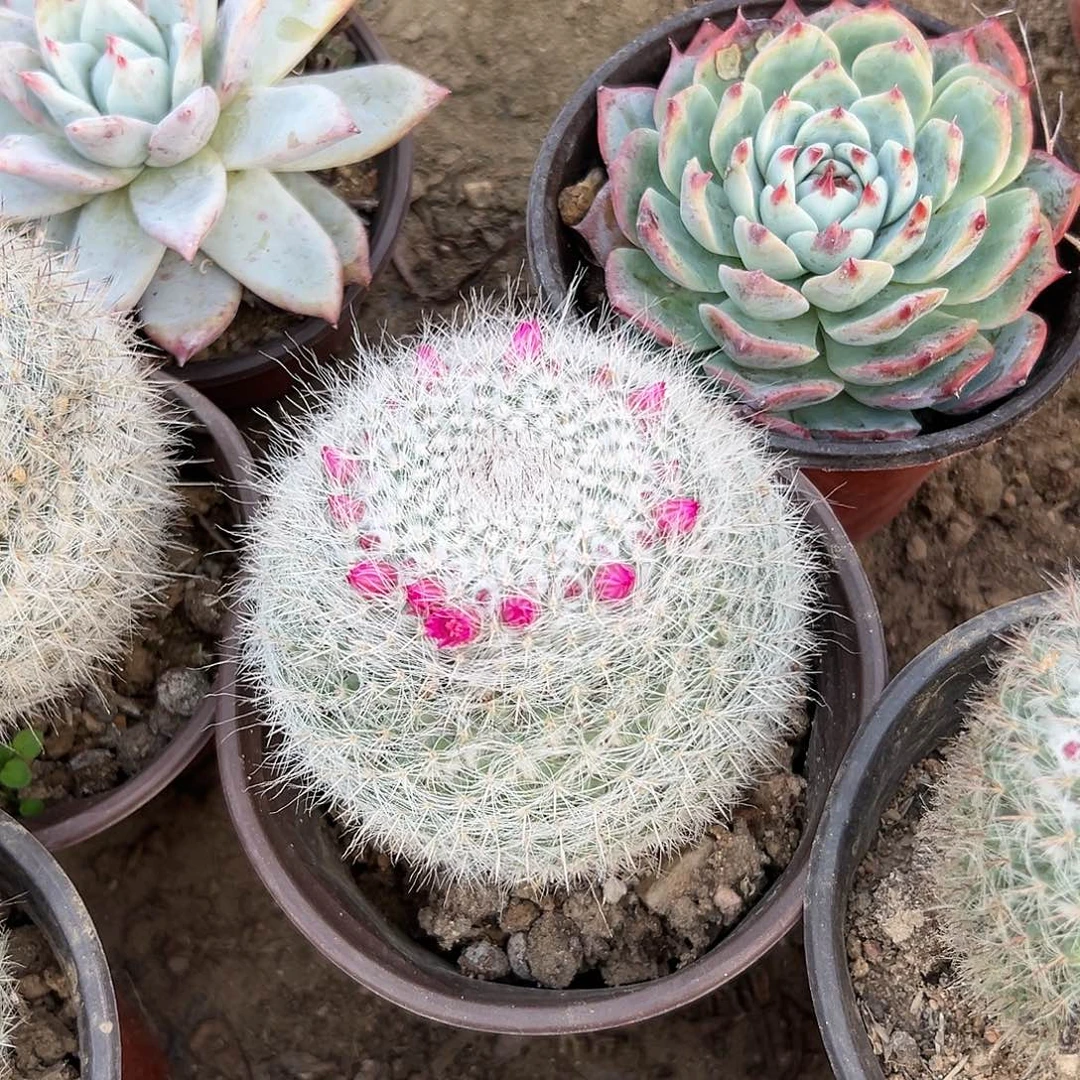 多肉植物玉翁单头