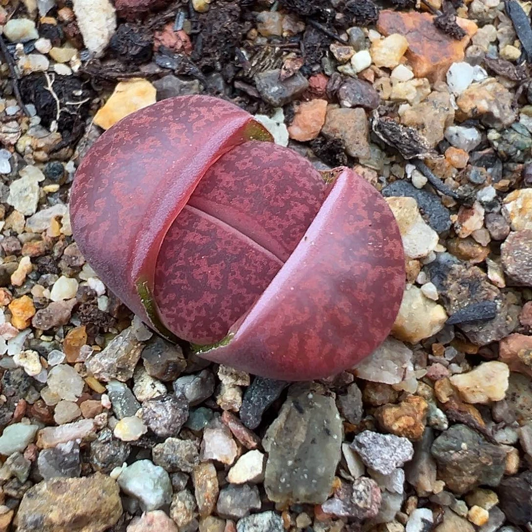 1328纯岛田酒红福利