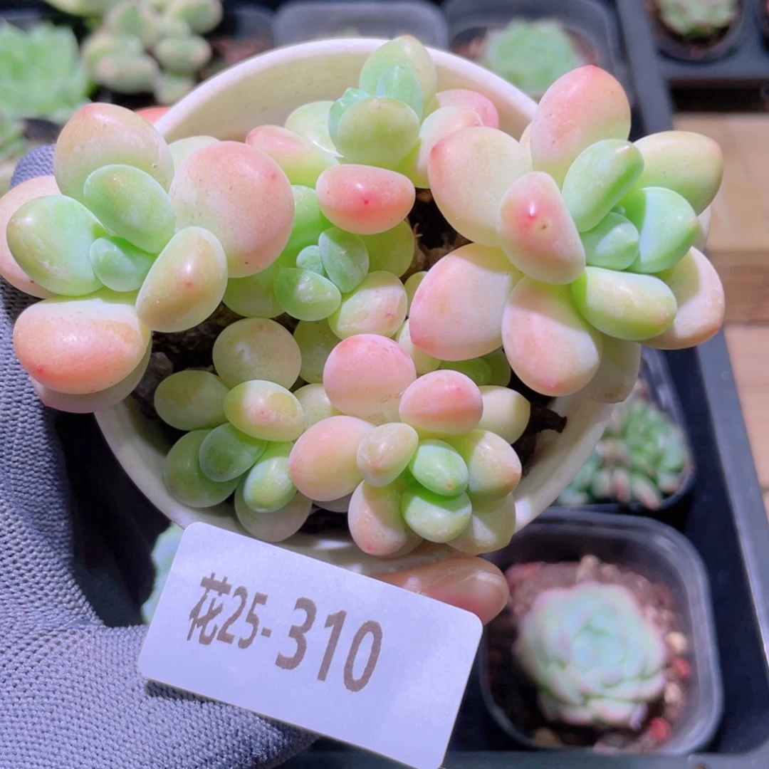 花利美25-310洛神群
