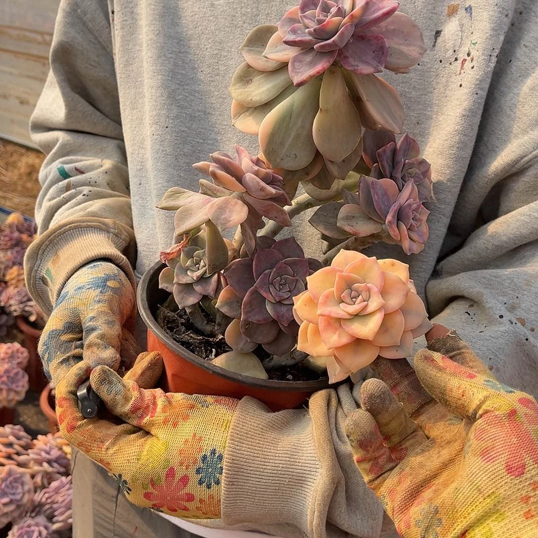 Y*?多肉植物紫乐景Z77