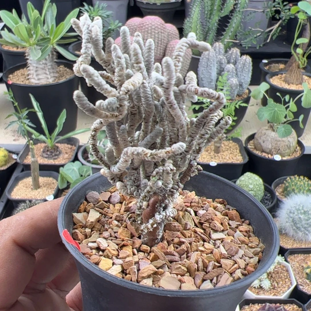银蚕一物一拍带盆发