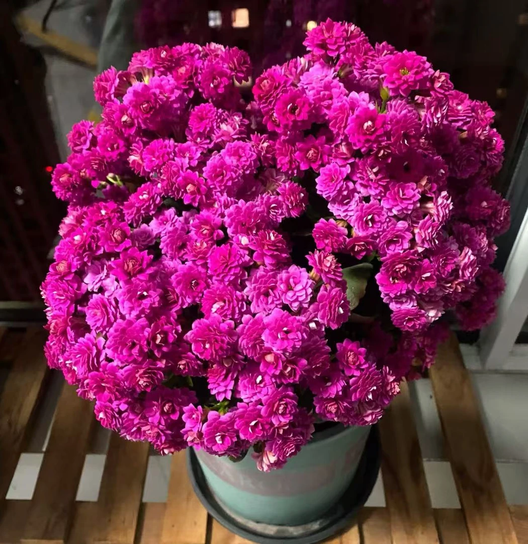 【李先生家】维多利亚~长寿带花带花苞发货