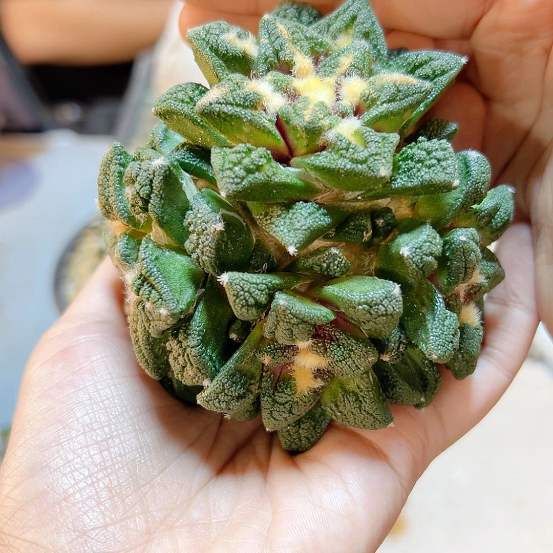 晚13号苗接辛盾牡丹无根4头9公分