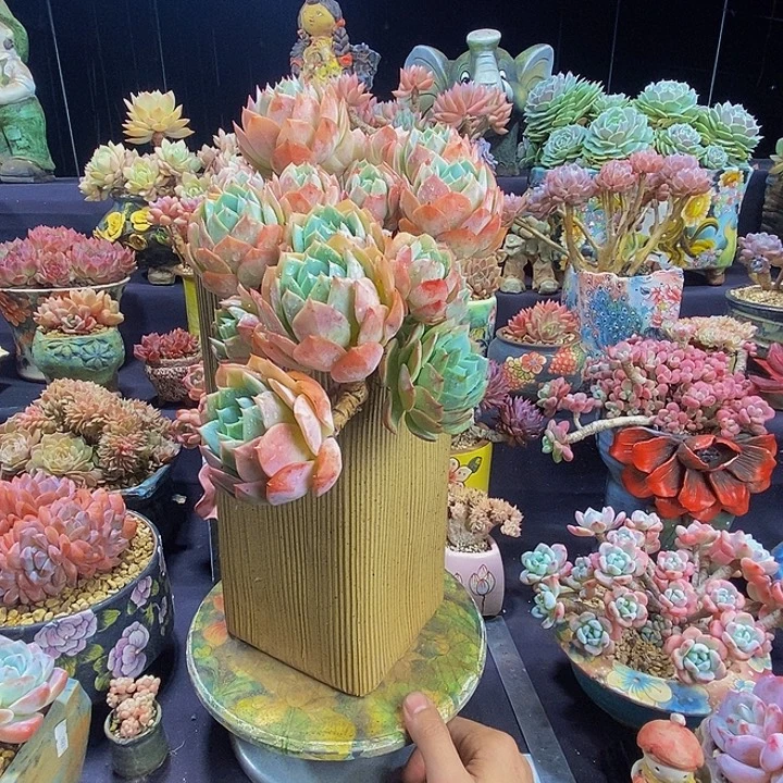 春****恋曲朵朵悬崖发货