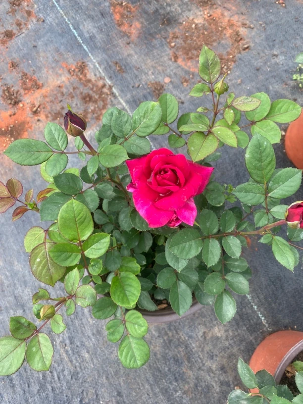 【大富贵】玫红色浓香多颗月季原盆原士带花苞 发货云南基地直发