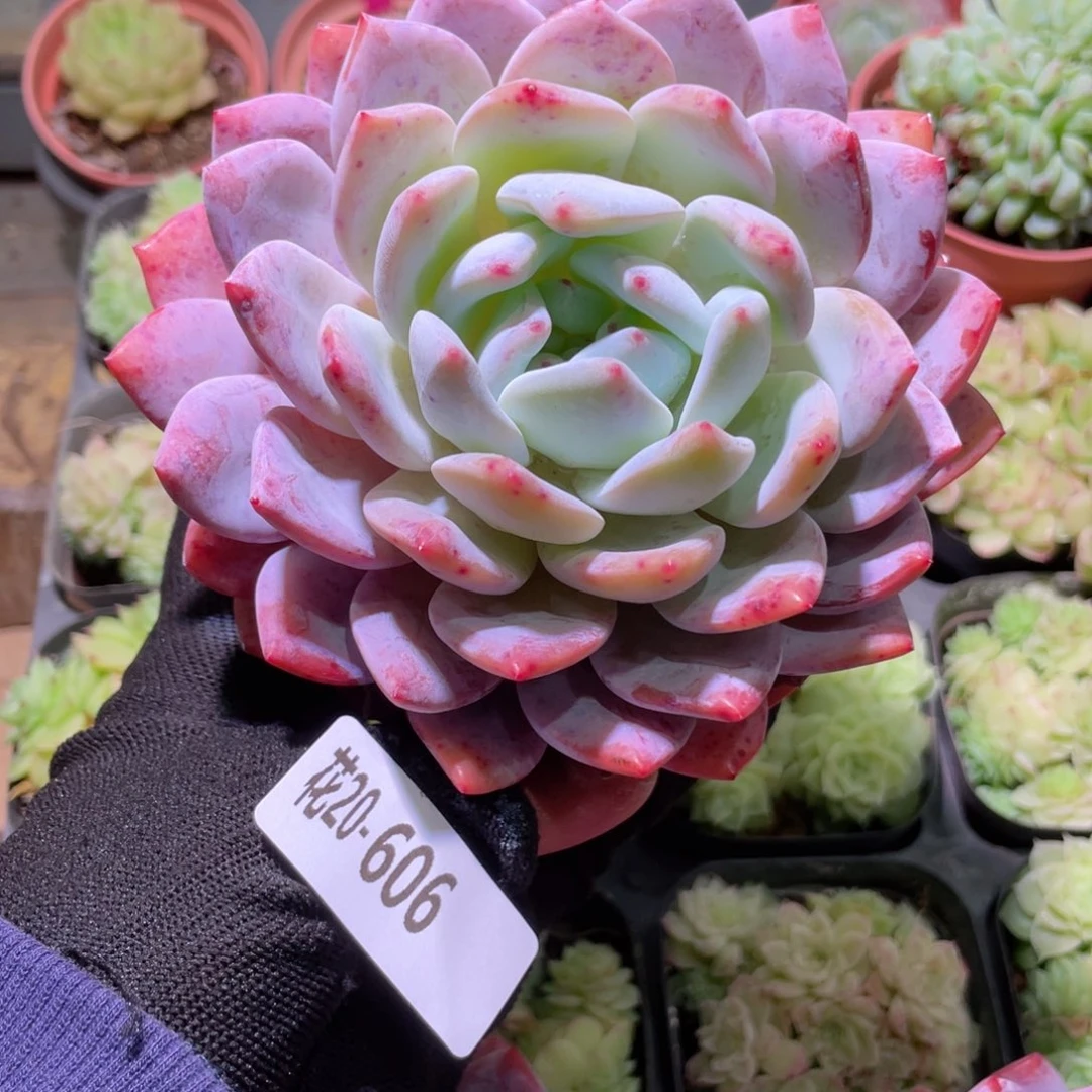 年*人花利美20-606橙梦露