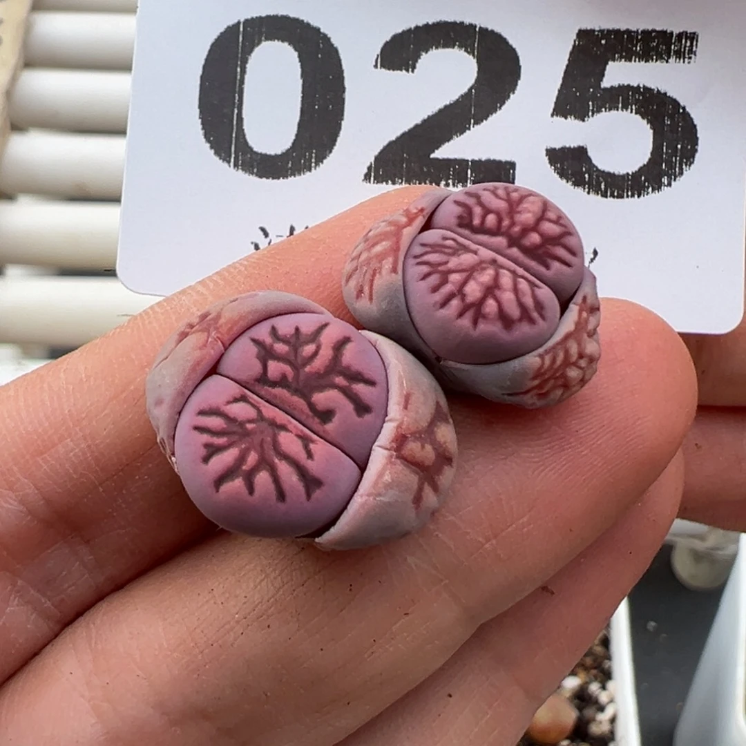 3.6好看的多肉脱土发货025