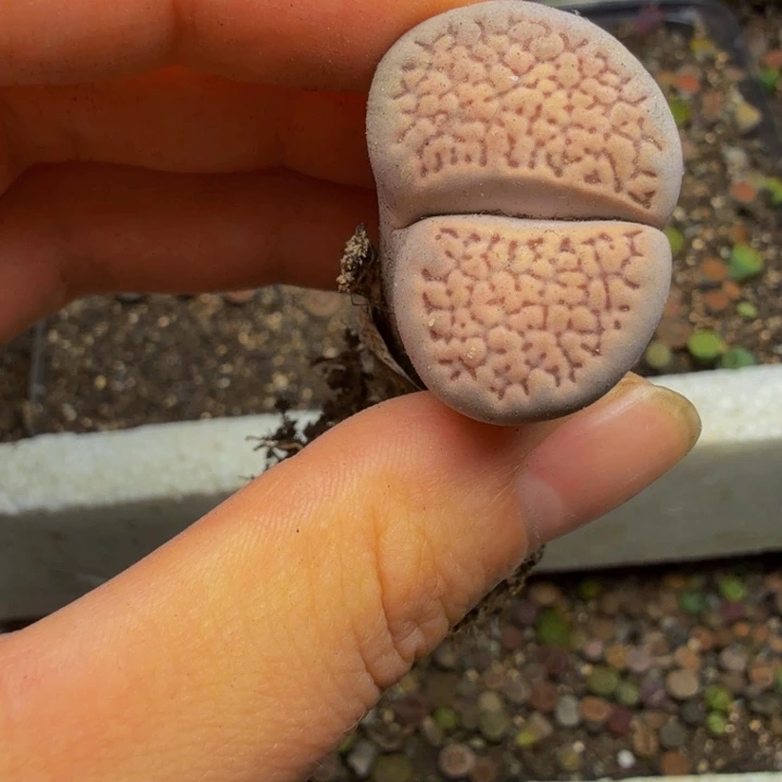 猫***女多肉植物的生长发育17