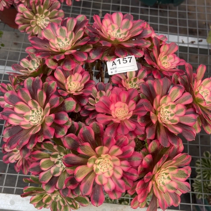 157红铜超白朵朵30厘米左右多肉