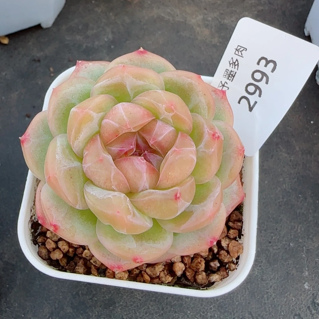 栀子花，2993多肉植物