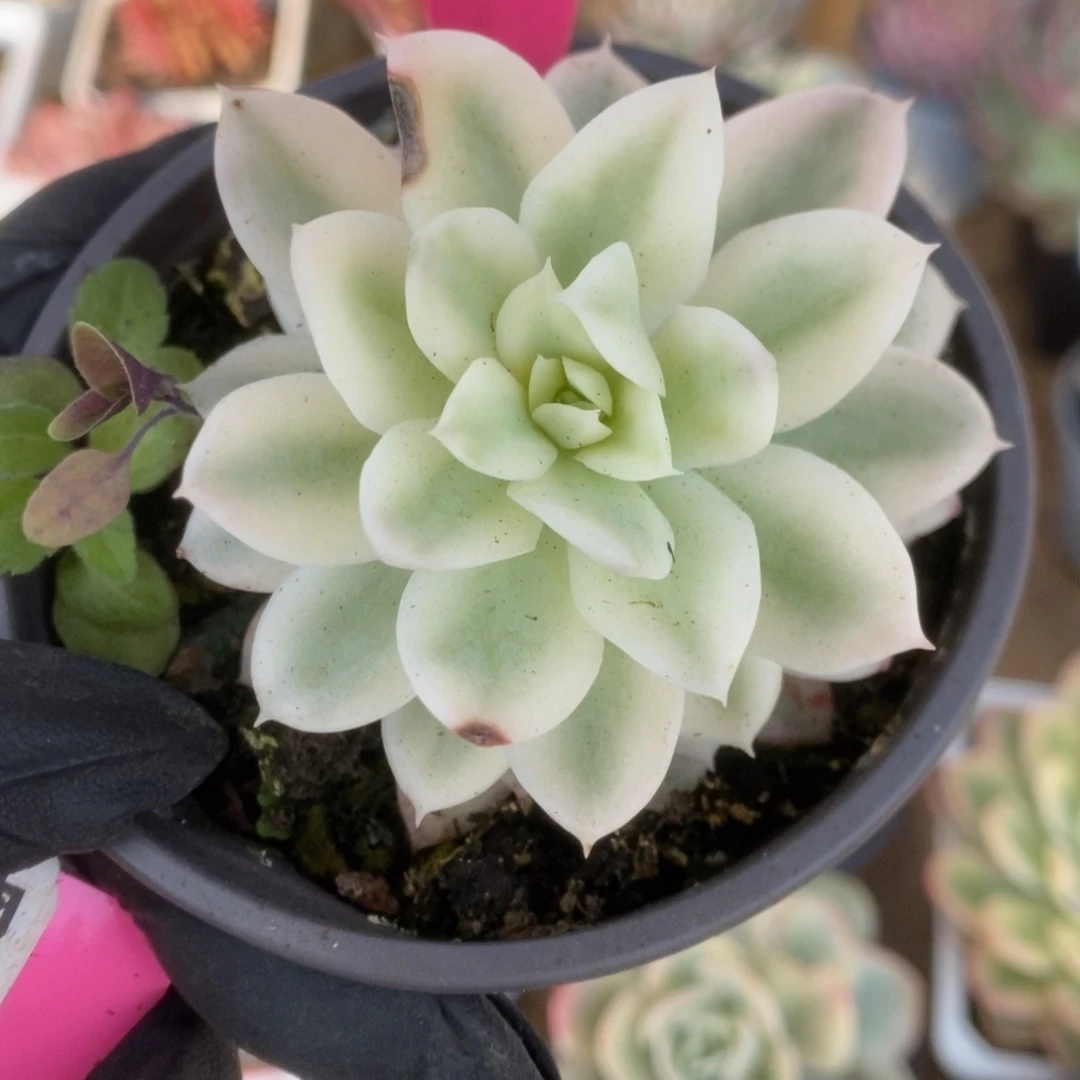 368火焰杯锦锦锦锦锦