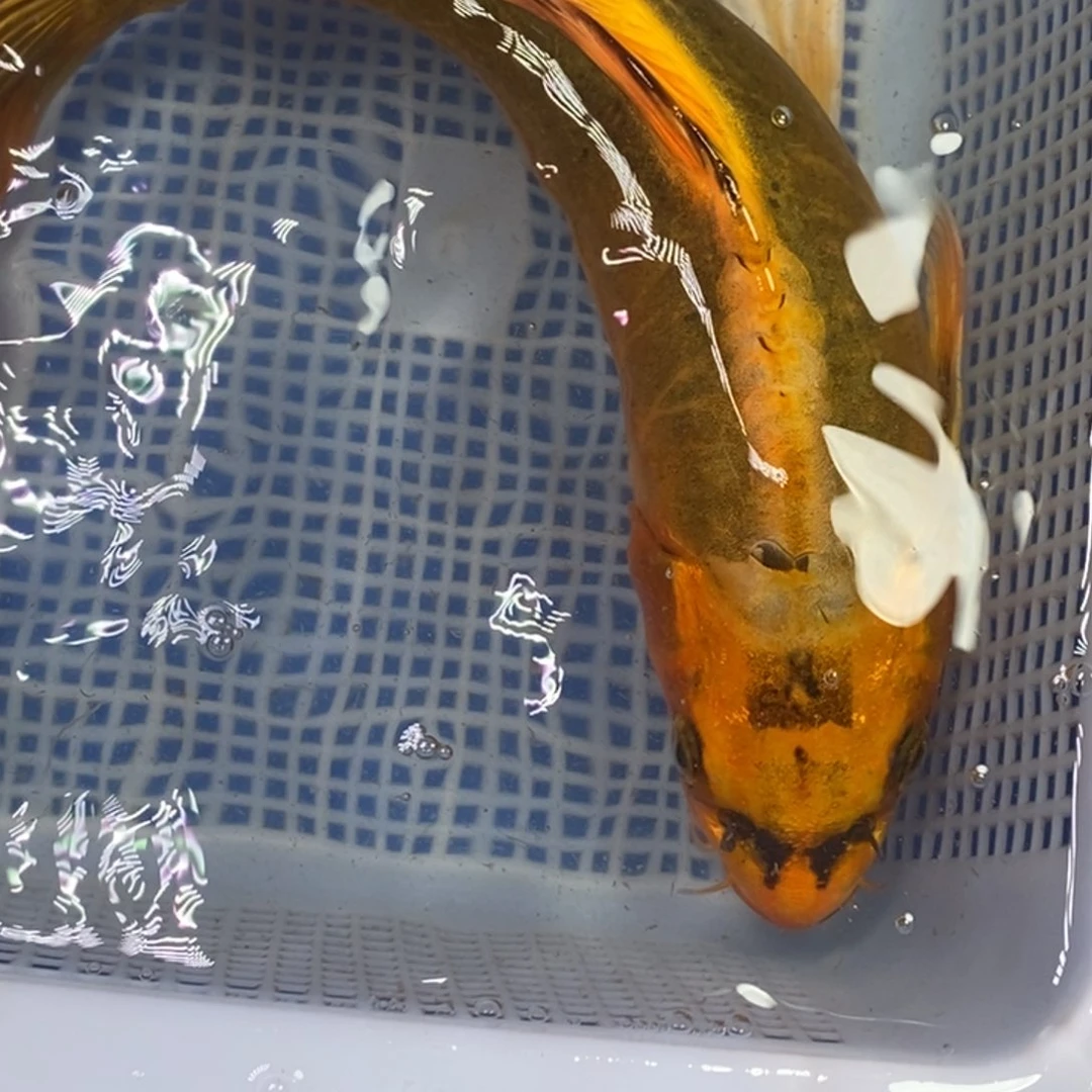 锦鲤冷水锦鲤包邮