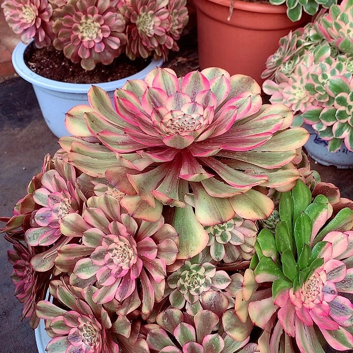 余****就粉体美姬，多肉植物